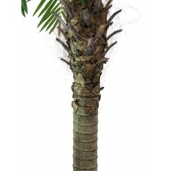 EUROPALMS Phoenix palm tree luxor, artificial plant, 240cm